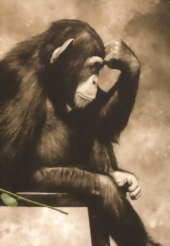 ansiiso's profile picture. Thinking and Coding 
--- In Musk We Trust ---