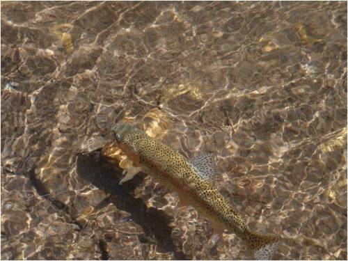 flyfishinguides's profile picture. 