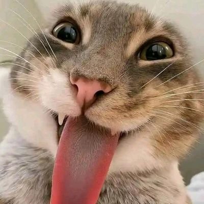 EhanFxck's profile image