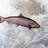 WildSalmon7's profile image