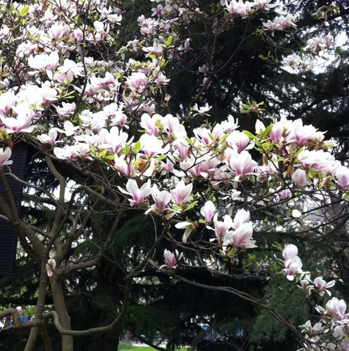 Si_Eriksen's profile picture. 