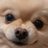 onecobull's profile image