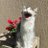 CeEmprendeok's profile image