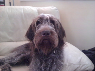 I am a dog on the internet.