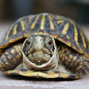 Joel Downes - @UniformShimp - Twitter