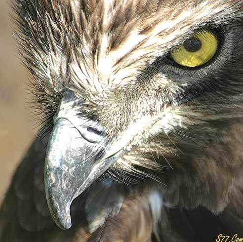 aljaar7338's profile picture. 