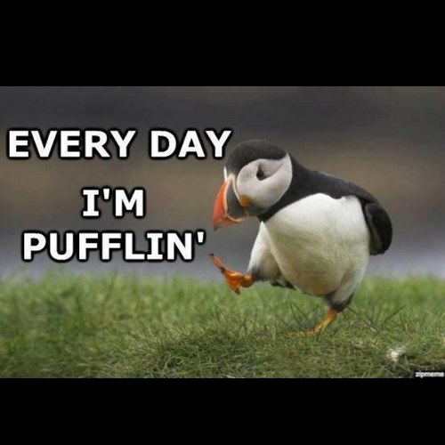 709amy's profile picture. Proud Newfoundlander, Feline Caretaker, Aspiring Foodie & Happy Wife.