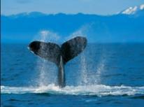 enignes's profile picture. 