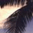 vevadomibydar's profile image