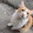 LCografya2420's profile image