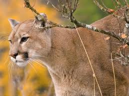 girlpuma125's profile picture. follow me!