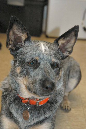 CharlieNickle's profile picture. Retired