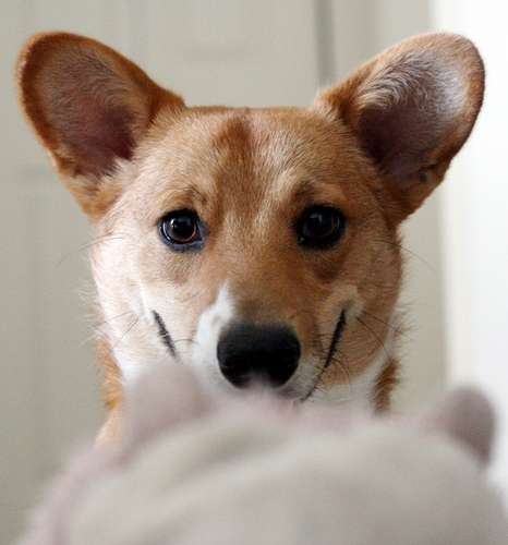 hippaws's profile picture. Affordable pet photographer serving Palm Beach County and the Treasure Coast. hippaws@gmail.com. On Facebook: http://t.co/4lc0Dks4ii