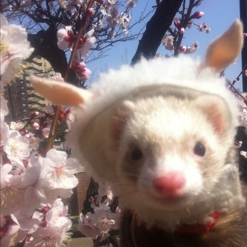 tirole9225's profile picture. 娘、溺愛中♡でも躾はしっかりと(*☻-☻*)