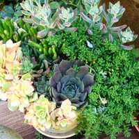 J Woeste Nursery (@j_woeste) 's Twitter Profile