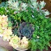 J Woeste Nursery (@j_woeste) Twitter profile photo