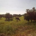 Ahmad Taha - @BraveHeart1912 - Twitter