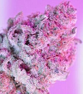 Providing facts and info #Weed & Women and also some random. Also check out my #weed recipes! HELP THE MOVMENT!! #StonerNation
