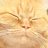 Lsswift20's profile image