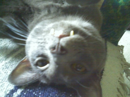 lsteele13's profile picture. 