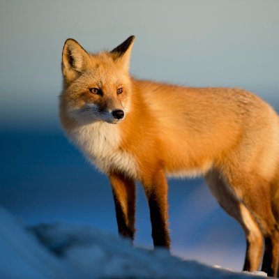 Profil fotoğrafı kurt değil tilkidir.