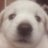 youp_puoy's profile image