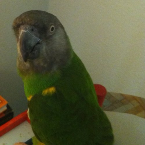 I'm a Senegal Parrot. Sometimes I say goodmorning when I'm going to bed.
