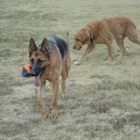 RG Wolfe (@rgwolfe901) 's Twitter Profile