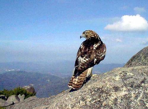 ladylongwings's profile picture. Recovering photojournalist and falconer