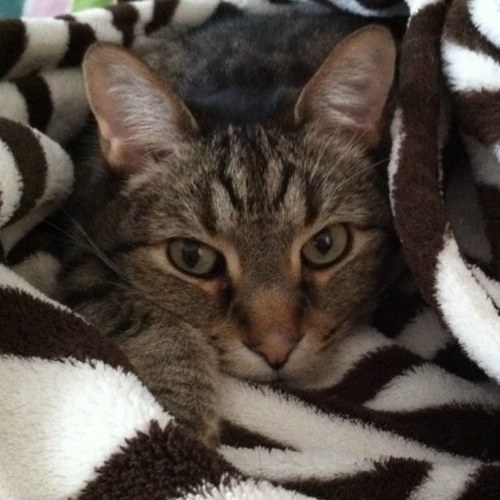 ktmcfaddin's profile picture. 