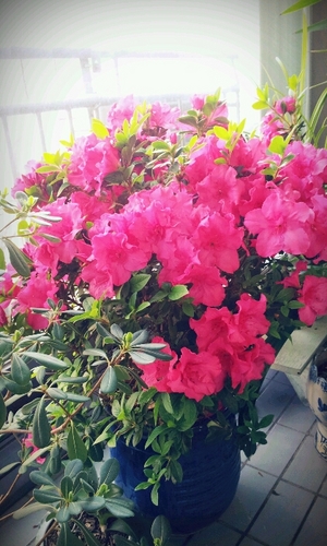 pjunge724's profile picture. 