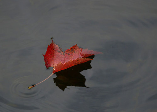 YeYibin's profile picture. I am bin, Ye Yibin.