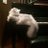 N__M_Al's profile image