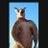 Kenny3Legs's profile image