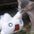 Celtis0's profile image