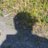 WerepuppyTweets's profile image