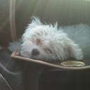 Michele Parish - @MAMPAR - Twitter