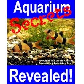 AQSECREV's profile picture. This ebook is for all tropical fish enthusiasts.  I share my secrets on how to set up a healthy, vibrant, affordable, and easy to maintain aquarium.