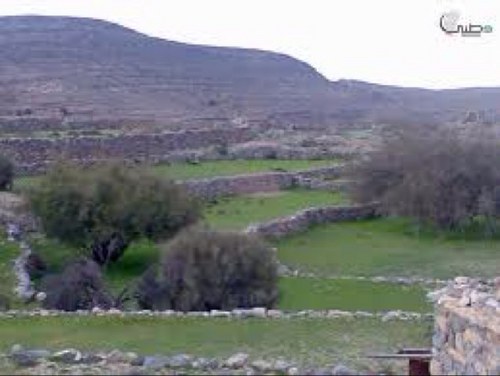 alshehhi1234's profile picture. 