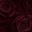 IffathIlyas's profile image