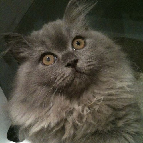 dahdidou's profile picture. 