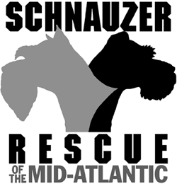 Rescuing, fostering and finding homes for miniature schnauzers