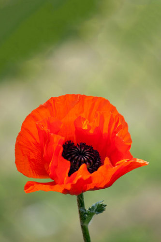Join me & visit battlefields & campaigns that have shaped history. Also look for my regular podcast, Veterans Voices UK, on your podcast platform. Matt Limb