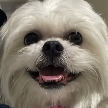 majoootkm's profile image