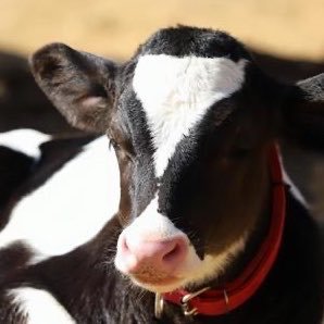 🌻露領・雑多🐮🌿ペア画あり/cp意図なし
翻訳機を使用しています。
ocと推しがだいすき