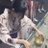 SSqoj8's profile image