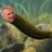 HedgieMcWedgie's profile image