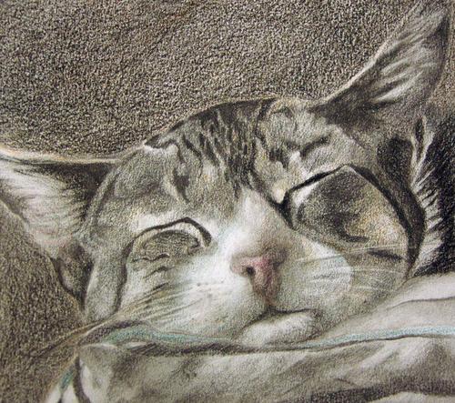 ZzMonstruozZ's profile picture. Un blog donde tres gatos, un perro y una no-humana trabajan mucho, pero mucho, mucho, mucho. Buscanos en: http://t.co/tp99B4CL6Q