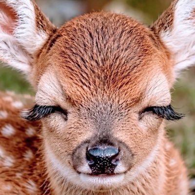 OzgrMe's profile image