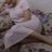 koylucift31's profile image